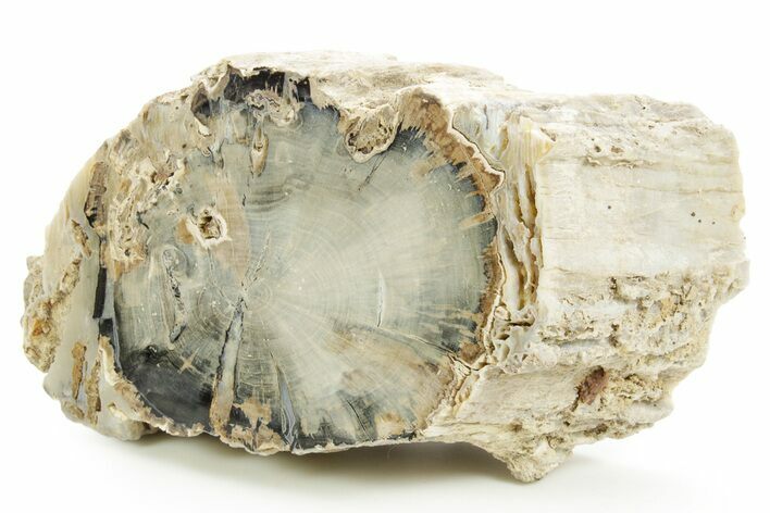 Petrified Wood (Schinoxylon) - Blue Forest, Wyoming #373499